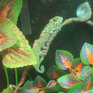 Meet your Posher, Rose